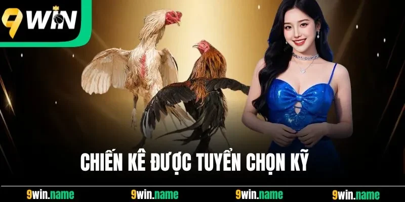 Chiến kê được tuyển chọn kỹ