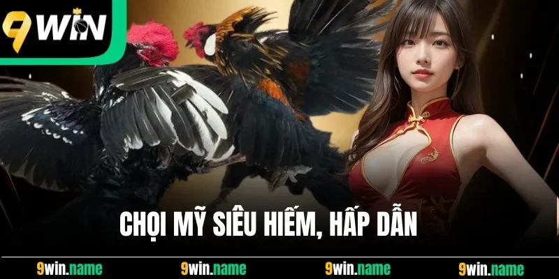 Chọi Mỹ siêu hiếm, hấp dẫn
